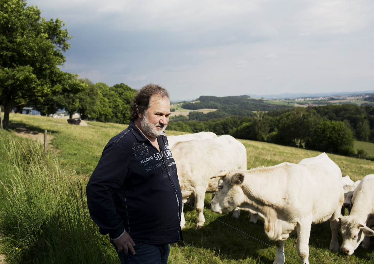 Günter Schneider mit seinen Charolais-Rindern