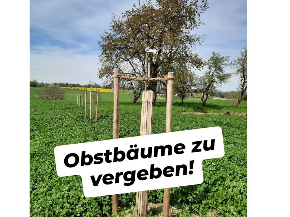 Junge Obstbäume auf der Wiese