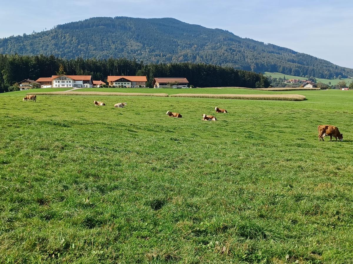 Viel Freilauffläche haben die Kühe auf der Weide in Egelham. Carina und Johannes Hoiß tun alles dafür, dass die Wiederkäuer ein schönes Leben haben.