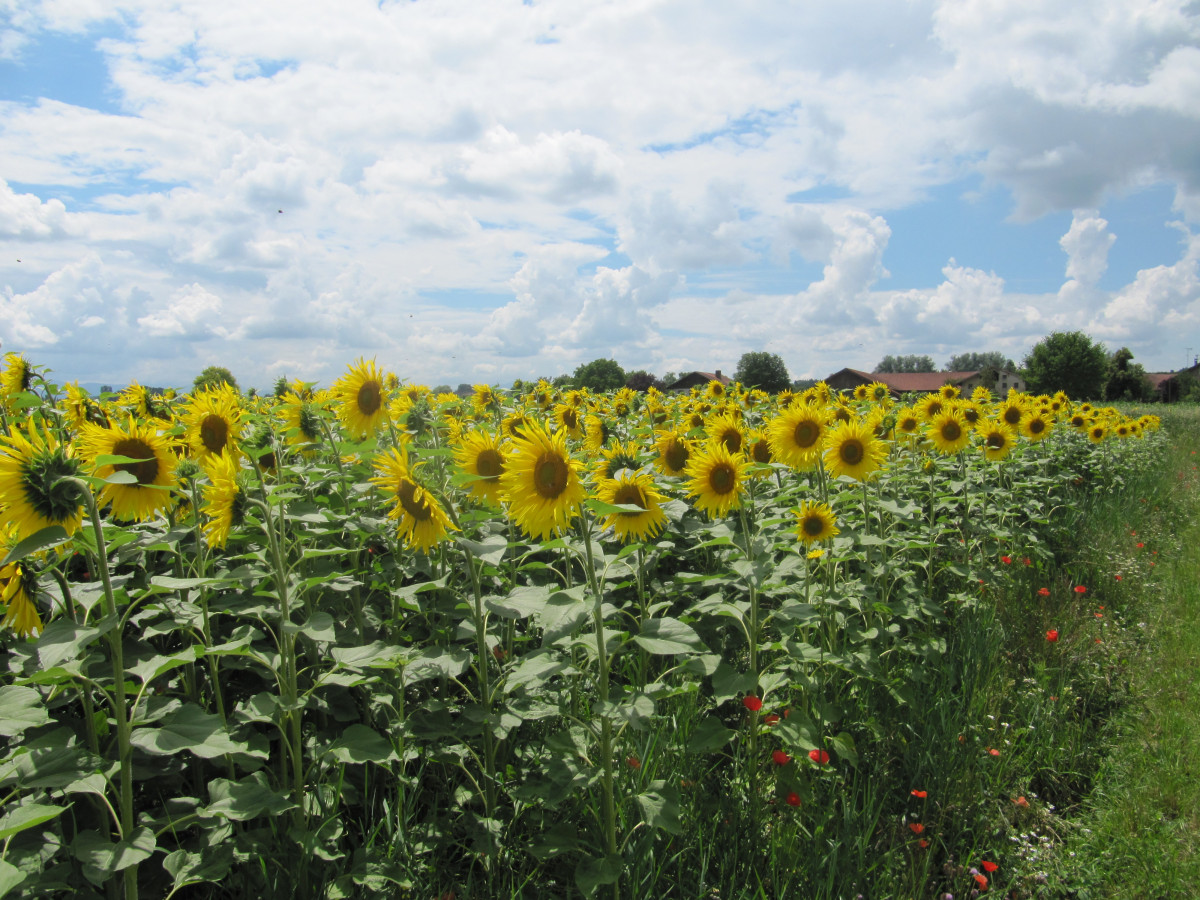 Biosonnenblumenfeld von Hans Kraller in Tittmoning