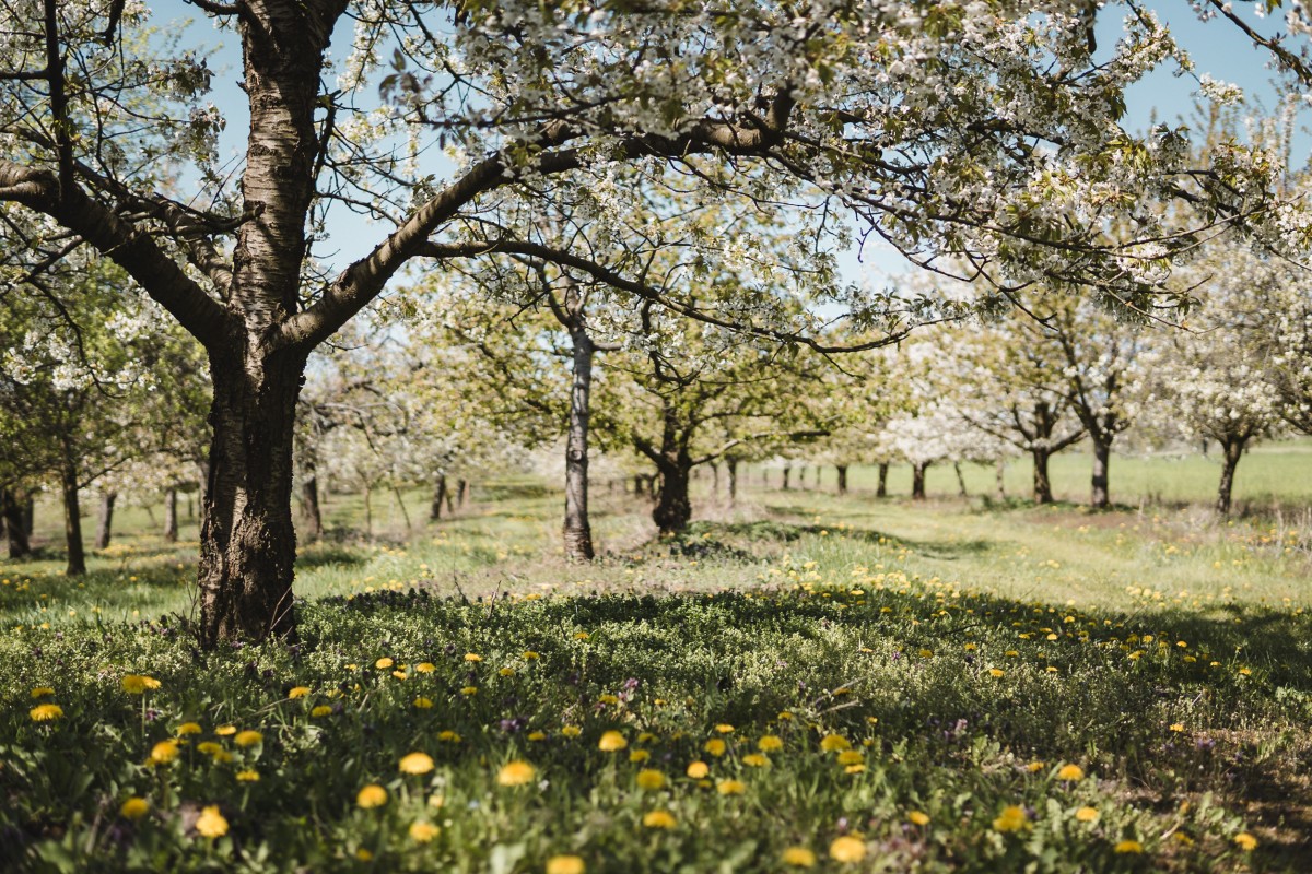 Obstbäume