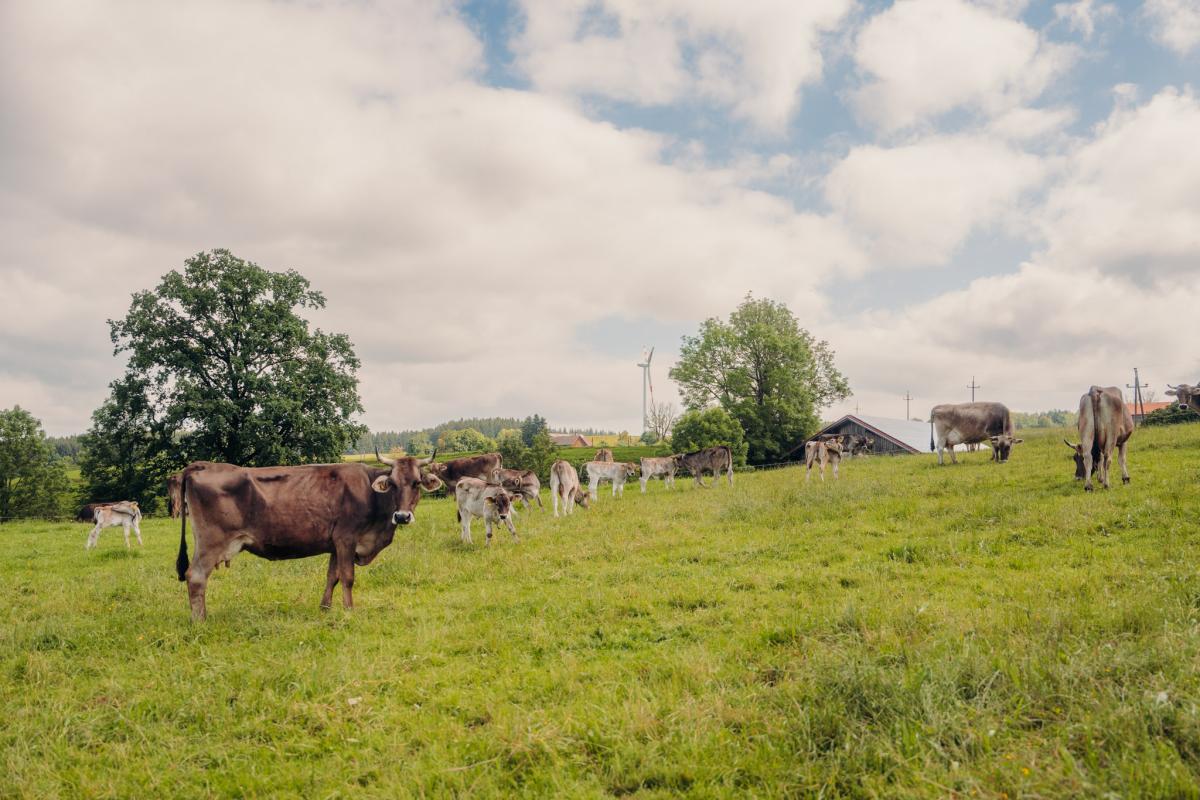 Bild mit Kühen auf der Weide