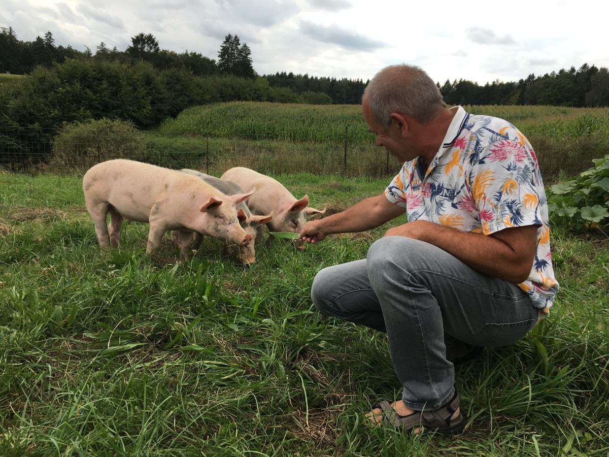 Ein Besucher nimmt Kontakt mit den neugierigen Jungschweinen auf.