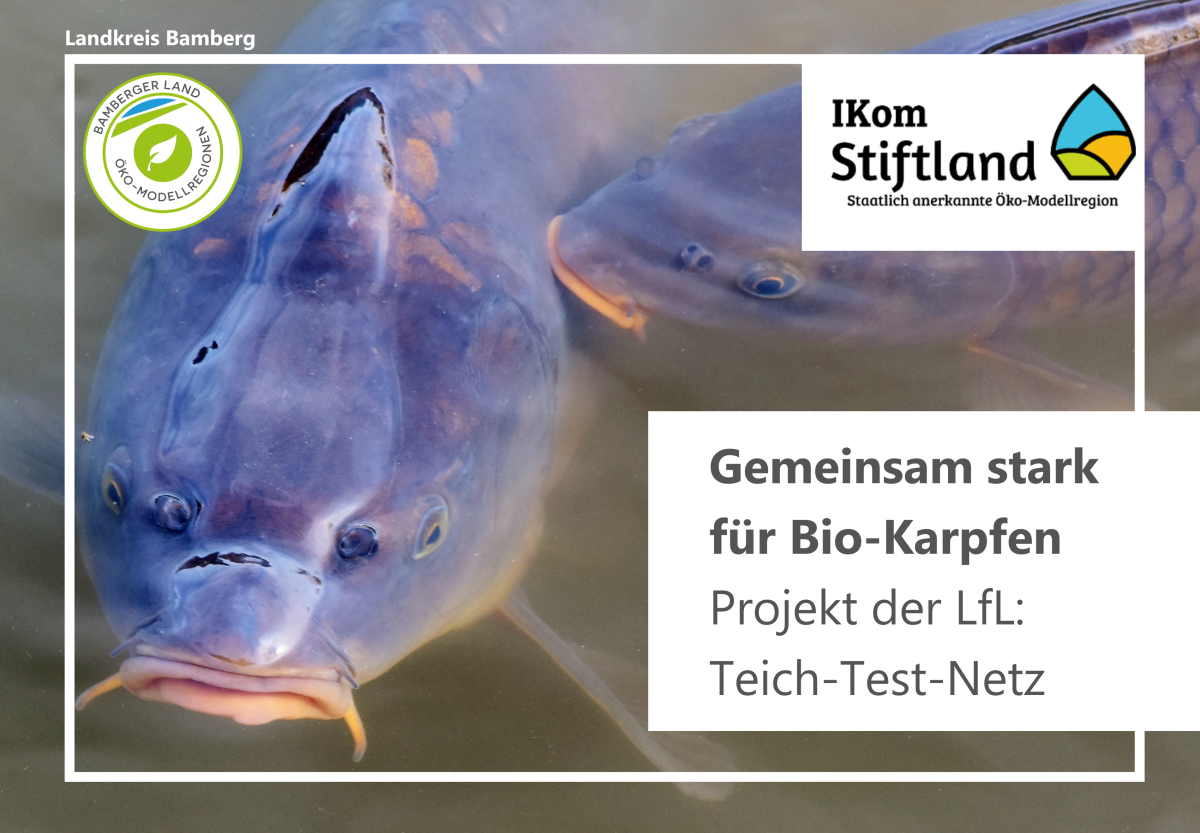 Karpfen an der Teichoberfläche
