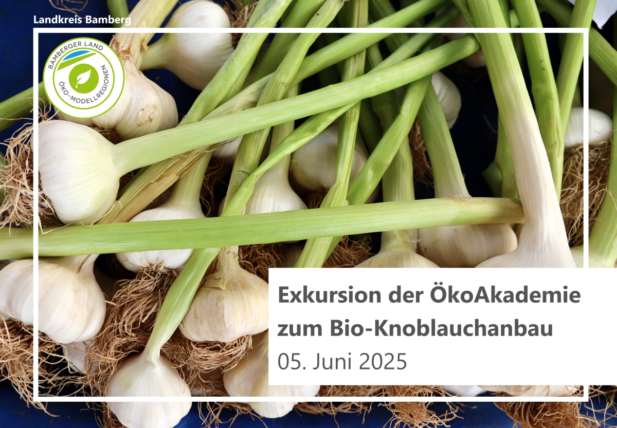 Knoblauch knollen