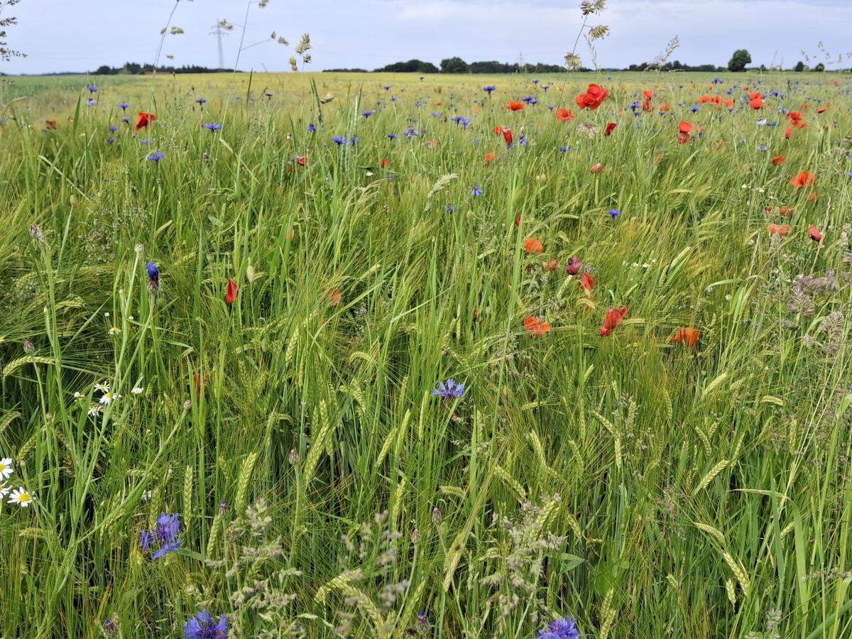 Feld mit Braugerste, in dem rote Mohnblumen und blaue Kornblumen wachsen.