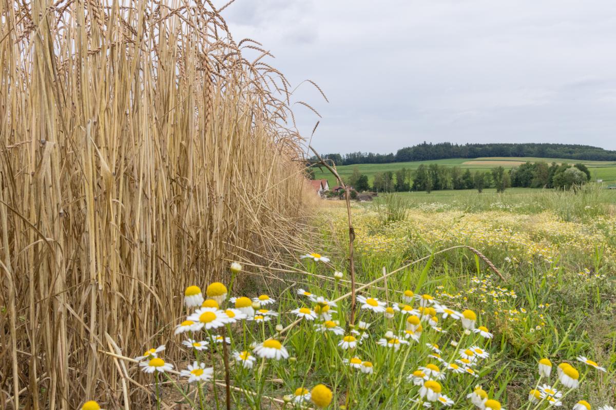 Feld mit Getreide