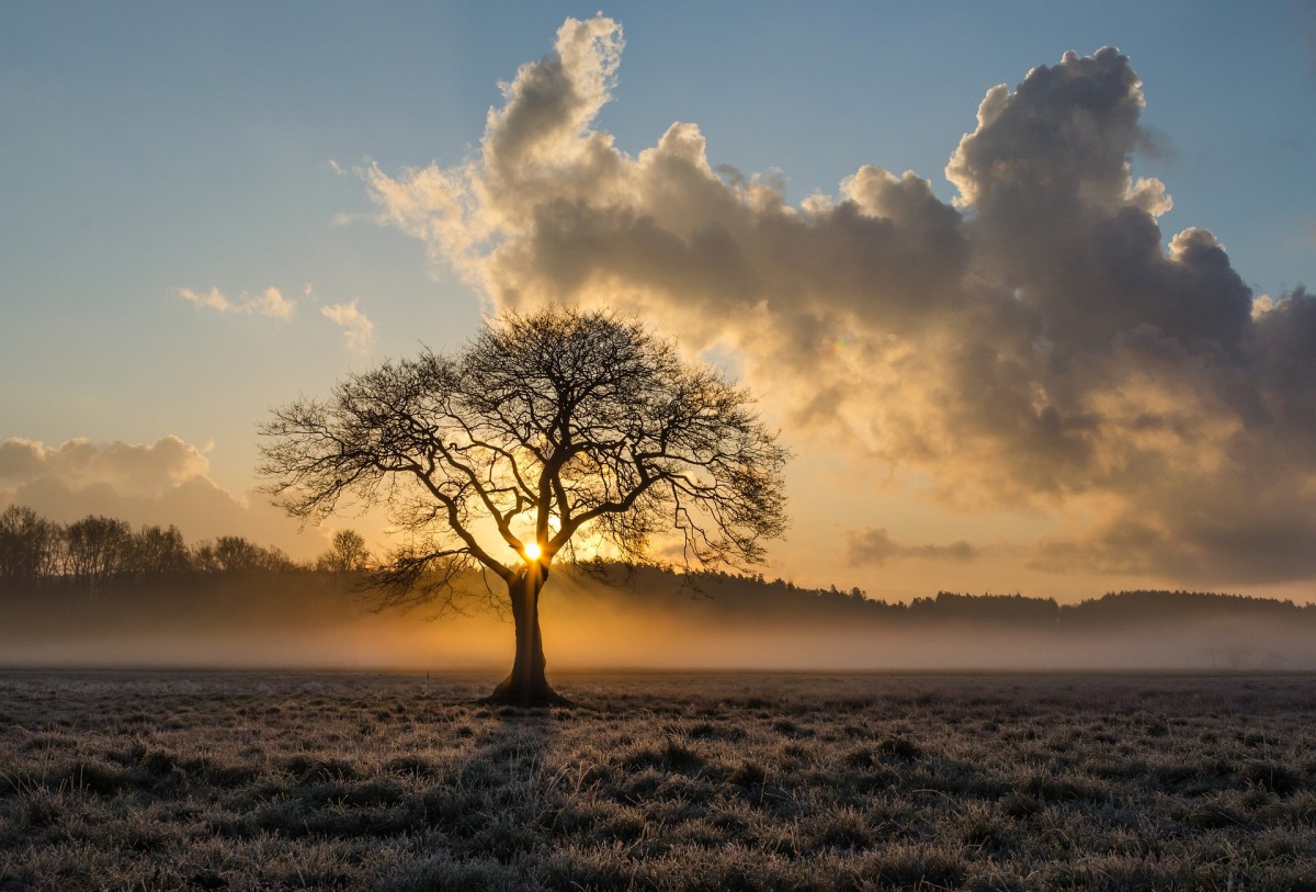 Freistehender Baum im Morgenlicht