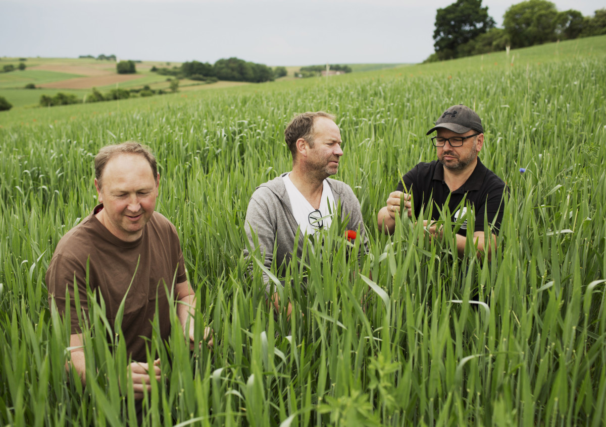 Die vier Bio-Landwirte begutachten ein Getreidefeld