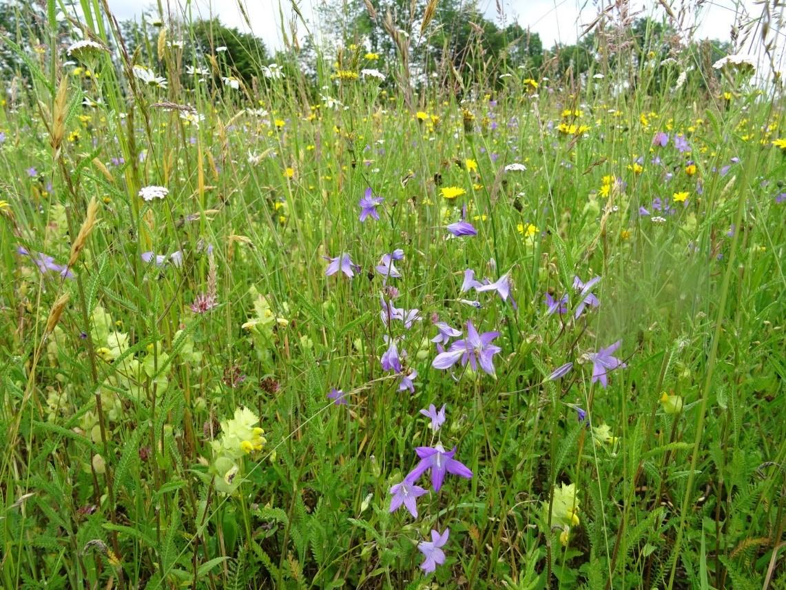 Blühwiese am Inn