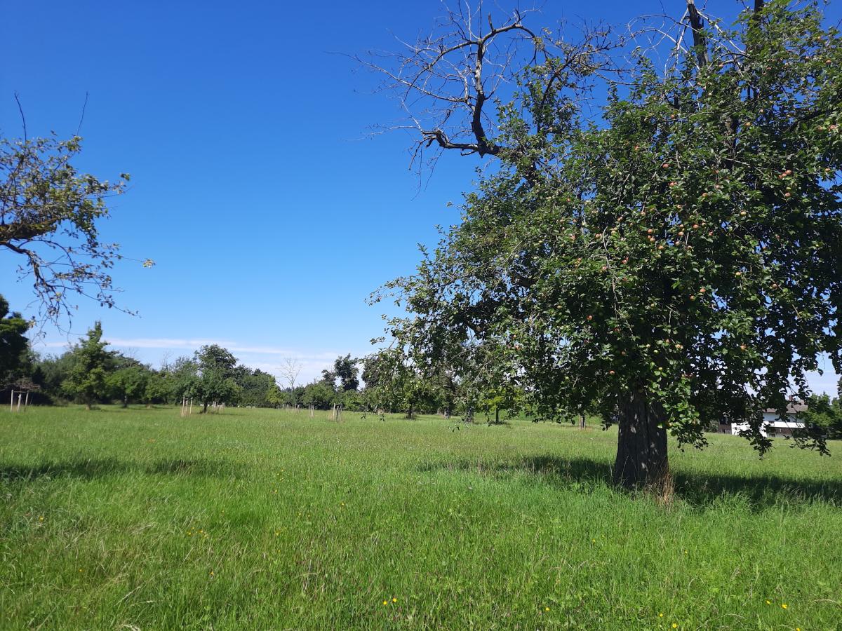 Apfelbäume auf einer grünen Wiese im Sonnenschein bei blauem Himmel
