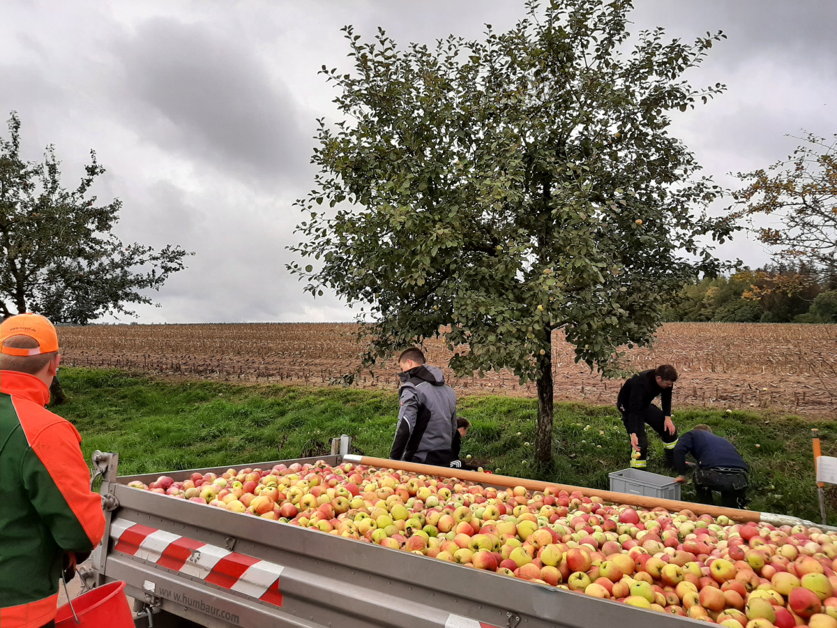 Streuobstsammeln der Jugendfeuerwehr Tännesberg