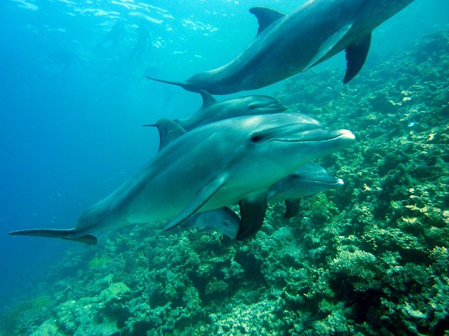 Delphine unter Wasser