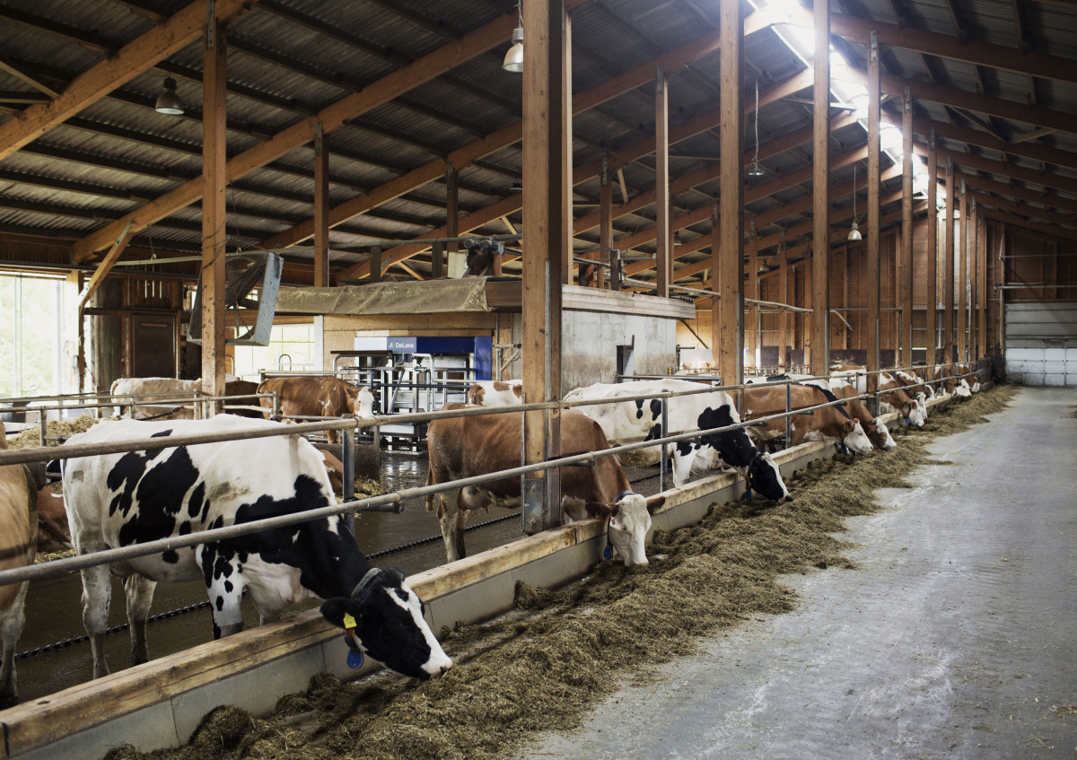 Der moderne Laufstall mit Blick auf die Melkroboter