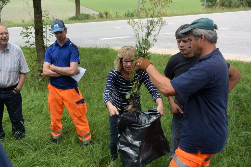 Bauhofmitarbeiter Martin Maier (rechts) demonstriert gemeinsam mit der Tittmoningerin Julia Lenz (Mitte) das fachkundige Ausstechen und Entsorgen einer Jakobskreuzkraut-Pflanze.