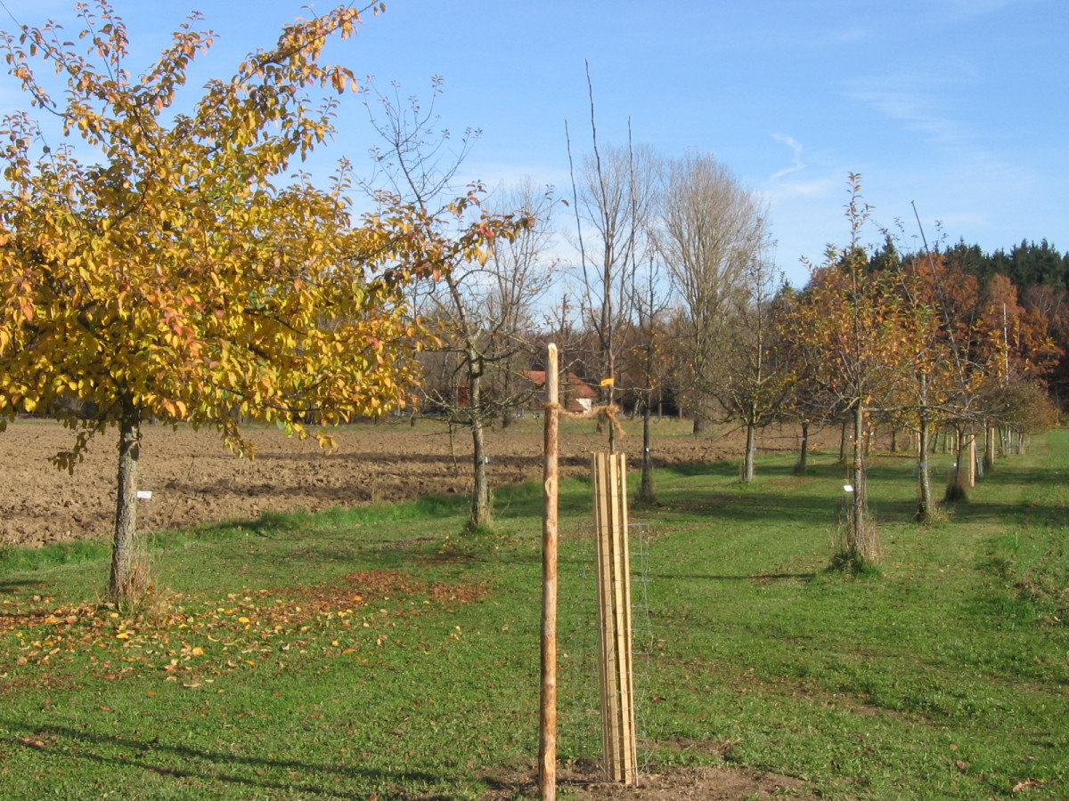 Zweireihige Biostreuobstwiese bei Schönhofen