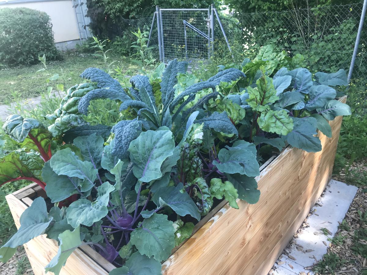 Gemüsehochbeet