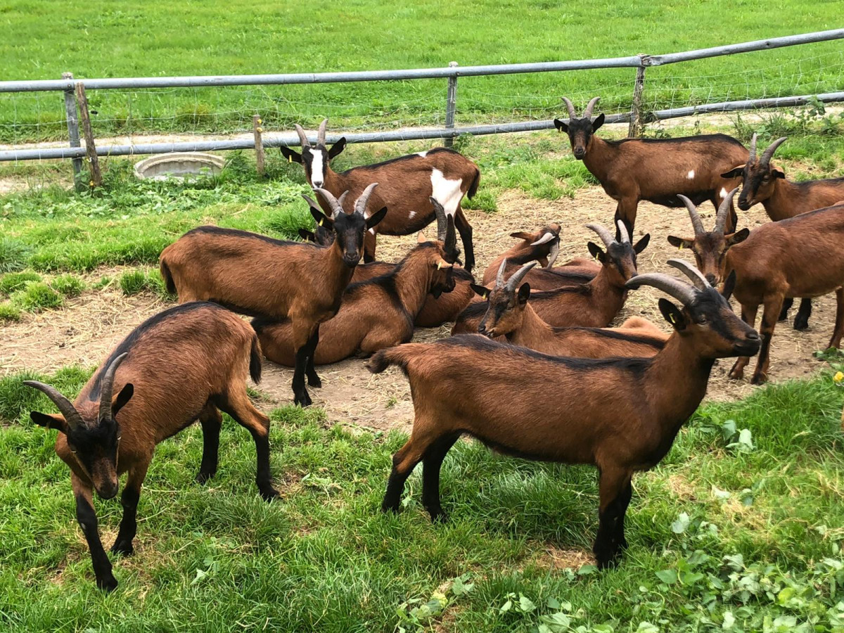 Jungziegen auf dem Bioland-Ziegenhof Egger