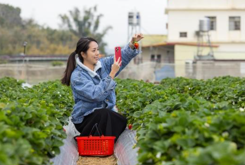 Frau Fotografiert eine Erdbeere