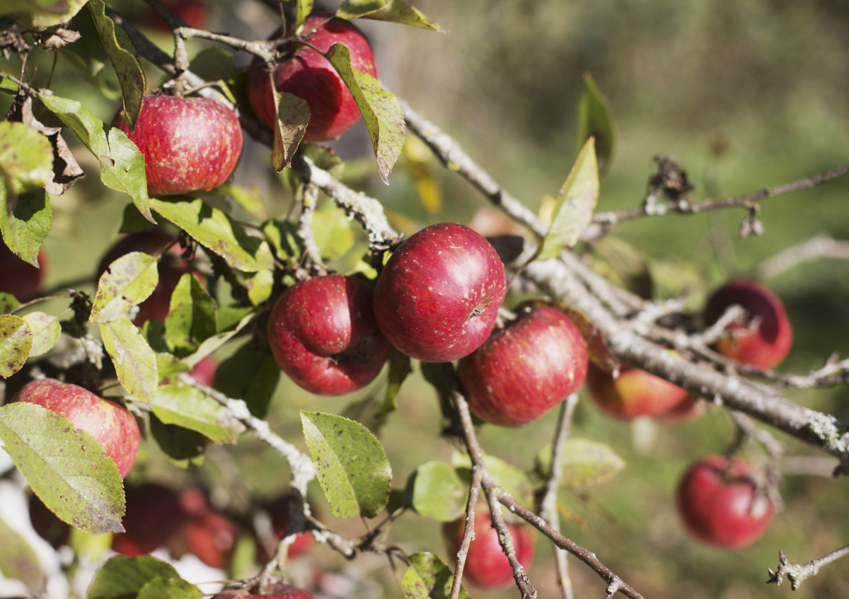 Auf dem Bild sind rote Äpfel am Baum einer Streuobstwiese zu sehen.