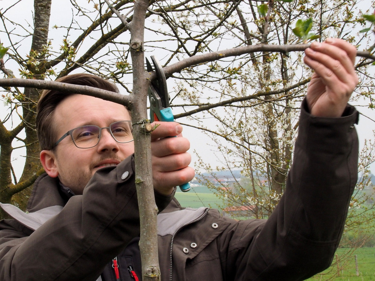 Kreisfachberater Markus Breier beim fachgerechten Zuschneiden der jungen Bäume.