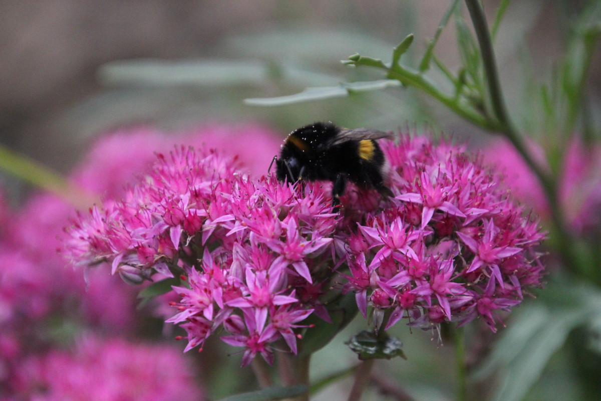 Biene auf Blüte