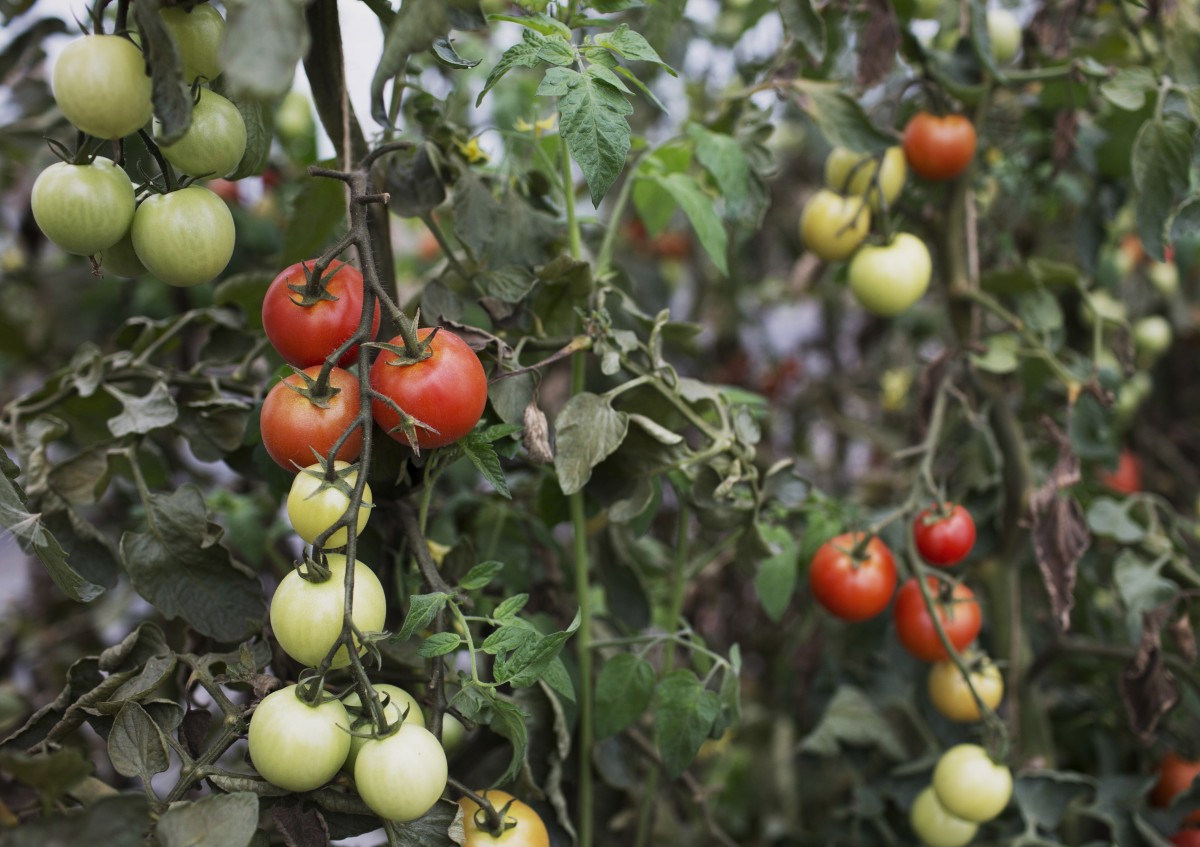 Bio-Tomaten