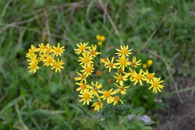 gelbe Blumen im Gras