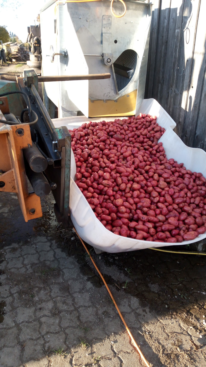 Nach der Reinigung mit der Kartoffel-Waschmaschine liegen die Kartoffeln in einer Wanne und es kommt die schöne rote Farbe von „Laura“ besonders gut zur Geltung.