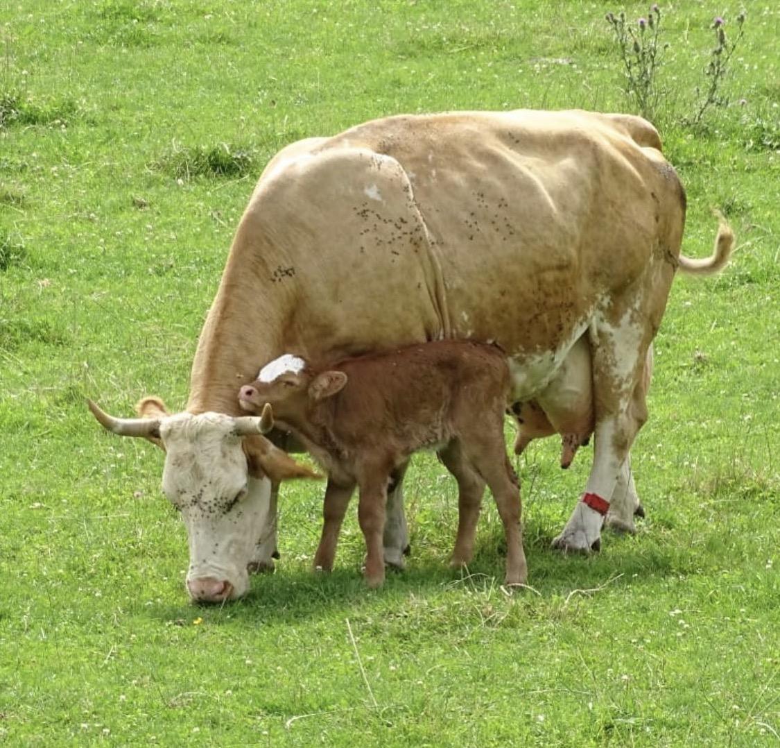 Kuh mit Kalb auf der Weide