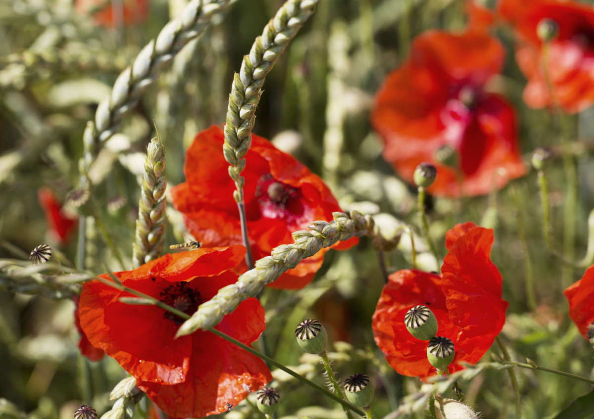 Mohn im Biogetreidefeld