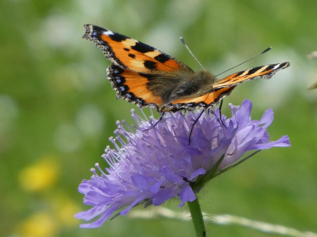 Mit einer ökologisch orientierten Pflege können Kommunen dazu beitragen, mehr Lebensraum für heimische Tiere und Pflanzen zu schaffen. Schmetterling auf Wiesenknautie.