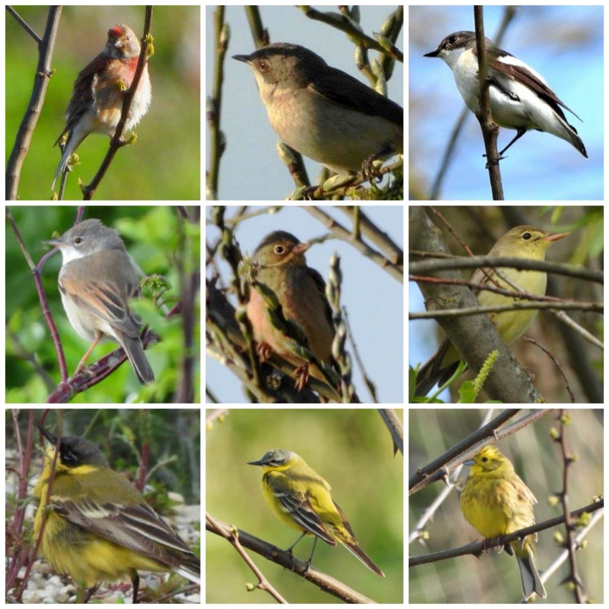 Verschiedene Vogelarten