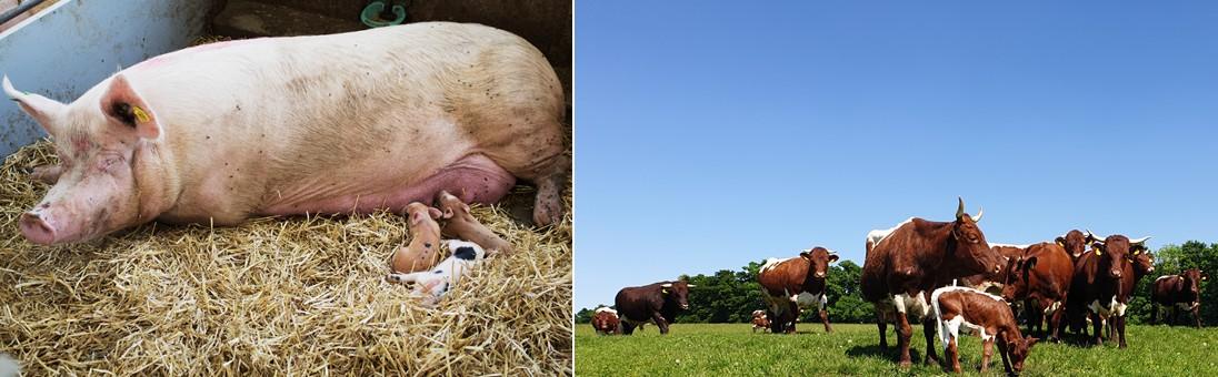 Linkes Bild: Muttersau mit säugenden Ferkeln / rechtes Bild: Rinder und Kälber auf der Weide im Sonnenschein