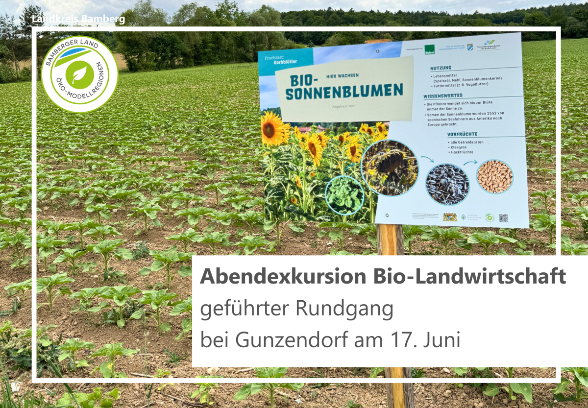Feldschild auf einem Sonnenblumenfeld