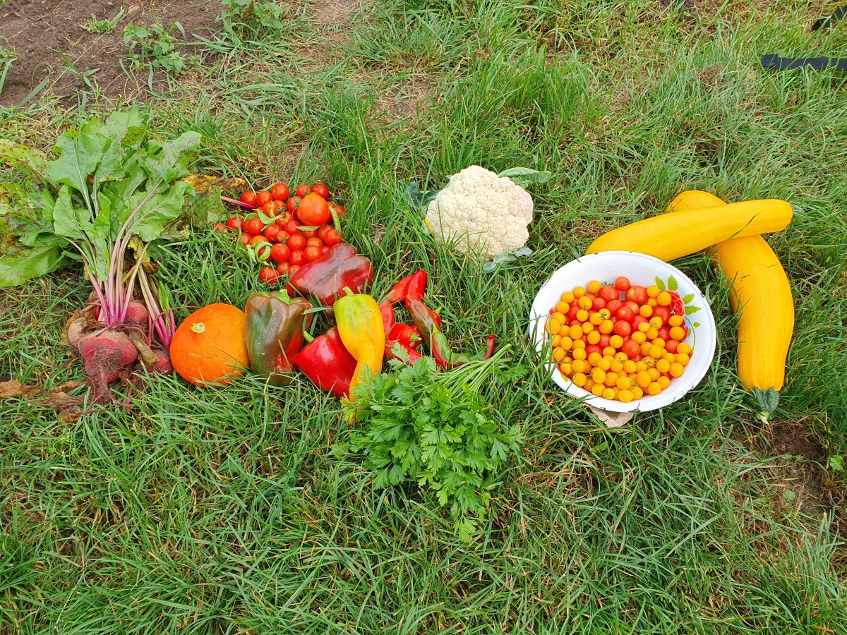 Gemüse (Tomaten, Kürbis, Paprika) in der grünen Wiese