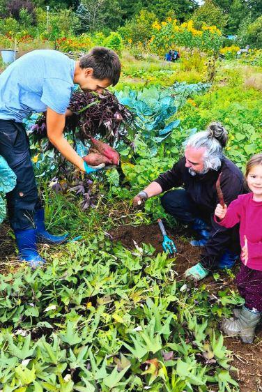 Ein Mann und zwei Kinder ernten auf einem Gemüsefeld