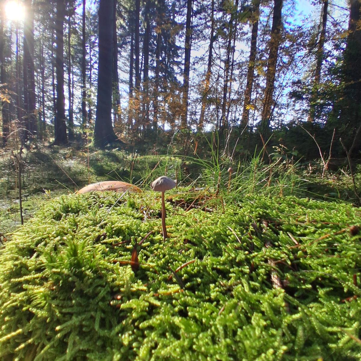 ein Waldstillleben