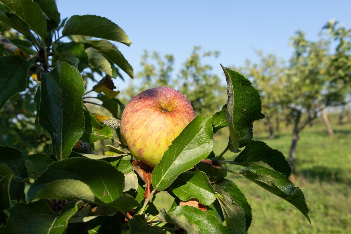 Apfel am Apfelbaum