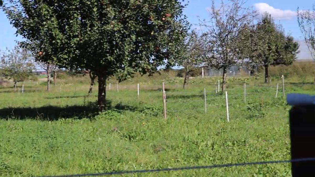 Wiese mit Obstbäumen