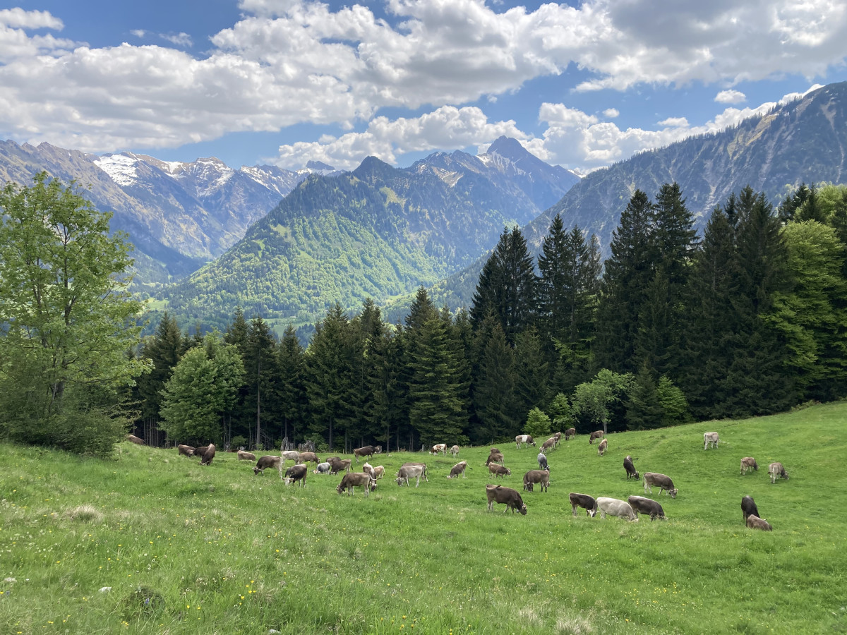 Rinder auf Weide