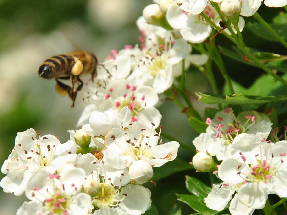 Biene mit Pollensäcken fliegt zu einer Blüte