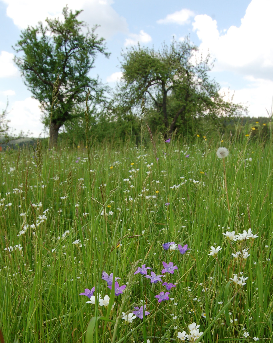 Biene, Hummel & Co brauchen auch nach der Obstblüte ein vielfältiges Nahrungsangebot. Je bunter die Wiese unterm Streuobst blüht, desto besser.