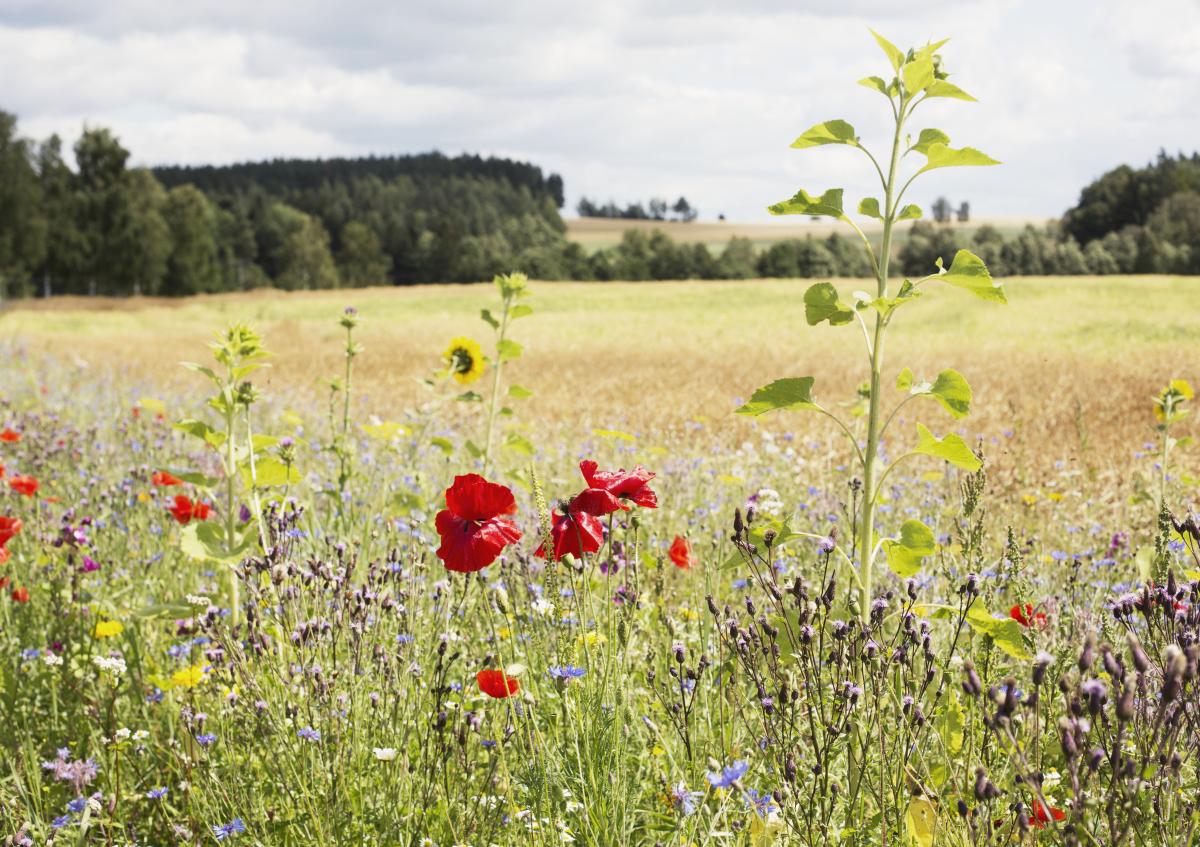 Getreidefeld in Bayern mit Mohn