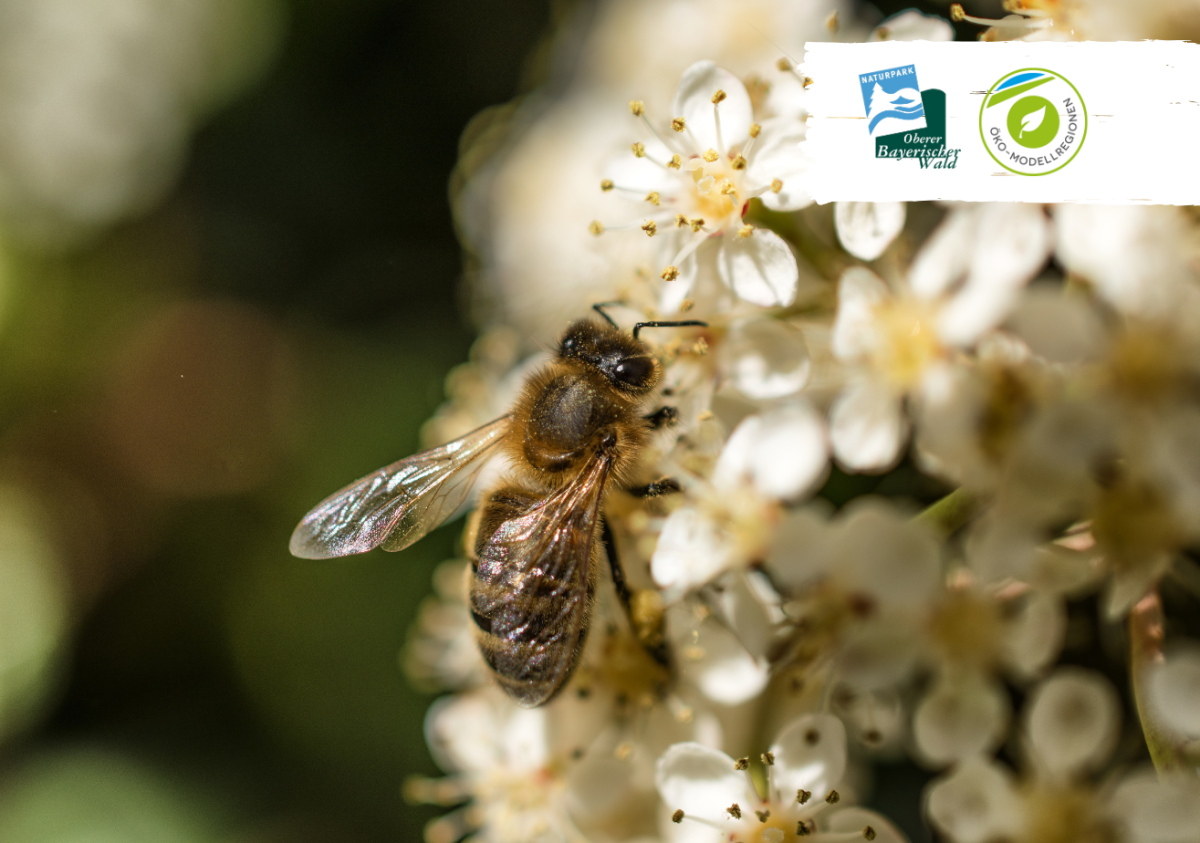Bienenlehrpfad Veranstaltung