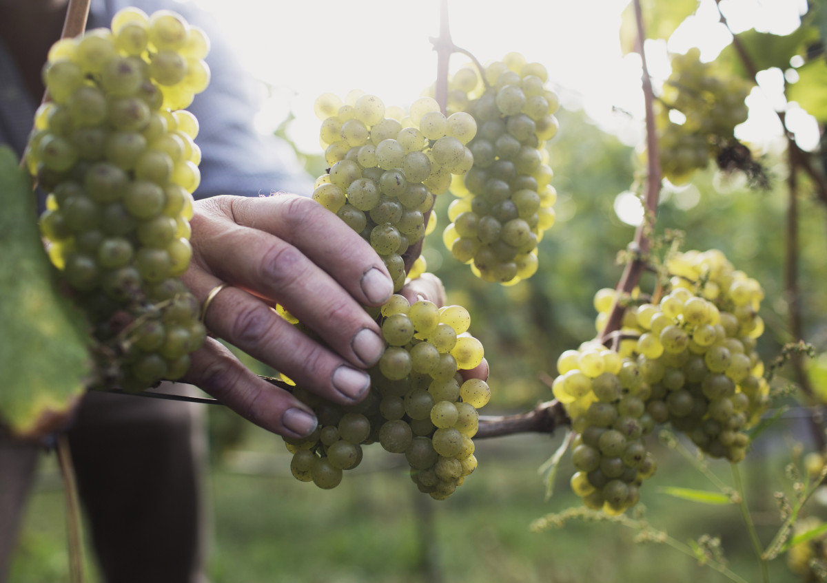 Weintrauben, Weinbau, Weinlese, Wein