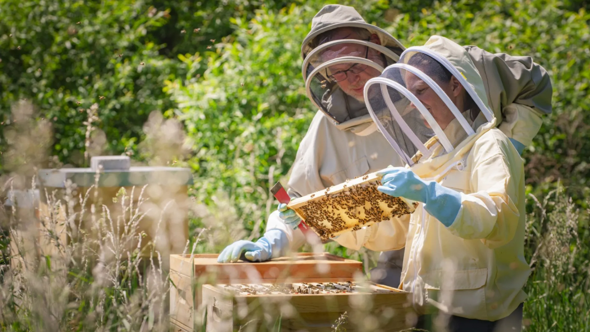 zwei Imker am Bienenstock