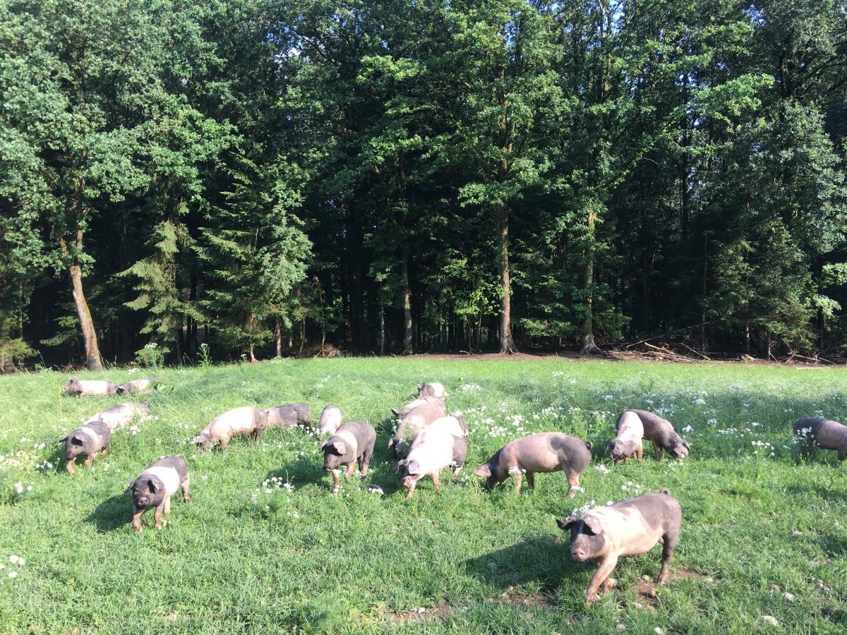 Schweine vor Wald