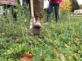 Ein Spaten wird in ein Feld mit vielen Pflanzen getreten